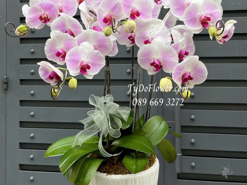 L0325191 CHẬU 05 CÀNH LAN HỒ ĐIỆP TRẮNG PHỚT TÍM Hoa Chúc Mừng Trang trí cơ bản