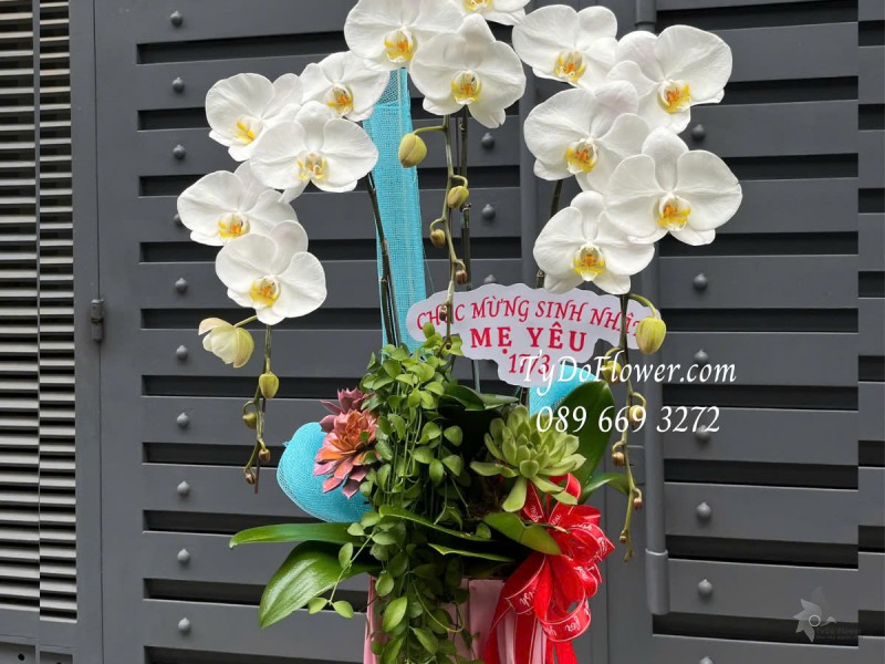 L0325256 CHẬU 03 CÀNH LAN HỒ ĐIỆP TRẮNG Hoa Chúc Mừng Sinh Nhật Mẹ Thiết kế Hoa Sen Đá, Phụ Kiện Trang Trí Cao Cấp