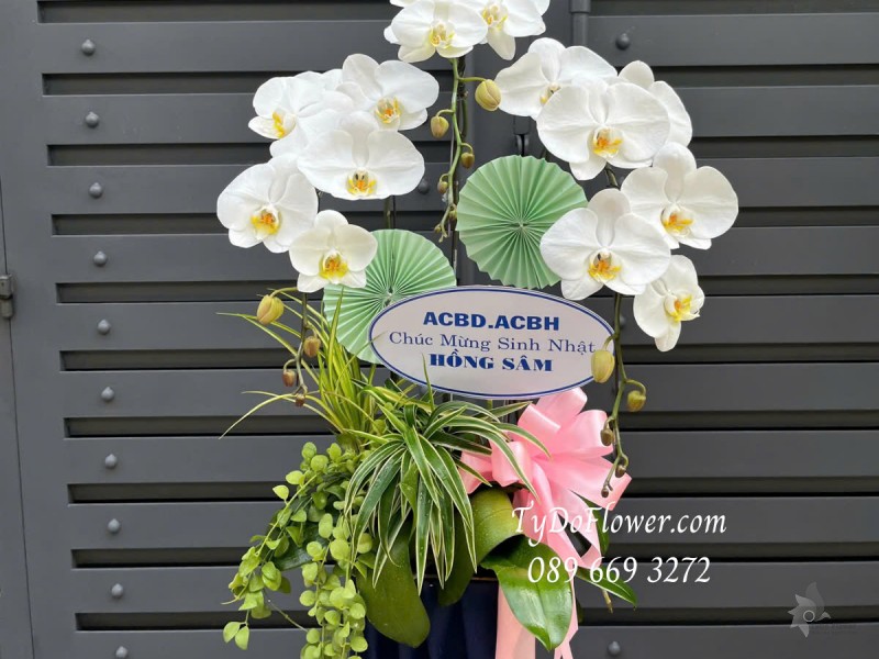 L0325321 CHẬU 03 CÀNH LAN HỒ ĐIỆP TRẮNG Hoa Chúc Mừng Sinh Nhật Thiết kế Cây Xanh Tiểu Cảnh, Phụ Kiện Trang Trí Cao Cấp