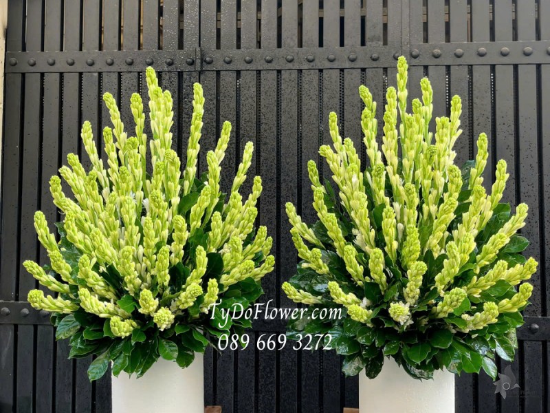 G0325326 MỘT CẶP 02 LẴNG HOA HUỆ TRẮNG Trang trí Gia Tiên, dâng lễ Phật