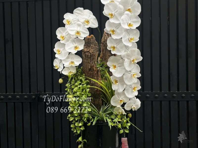 L0425340 CHẬU 03 CÀNH LAN HỒ ĐIỆP TRẮNG Hoa Chúc Mừng Thiết kế Cây Xanh Tiểu Cảnh, Gỗ Lũa