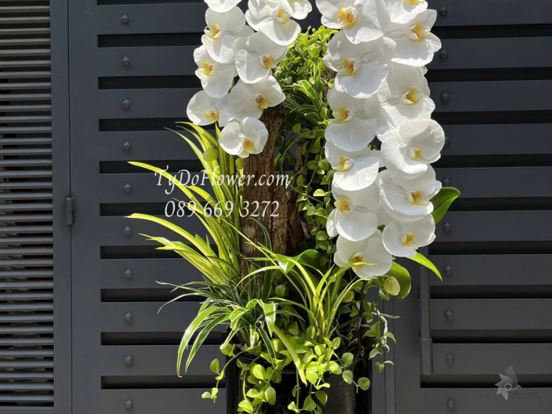 L0525370 CHẬU LAN HỒ ĐIỆP TRẮNG Hoa Chúc Mừng Thiết kế Vỏ Gỗ Mộc Thiên Nhiên, Cây Xanh Tiểu Cảnh, Phụ Kiện Trang Trí Cao Cấp