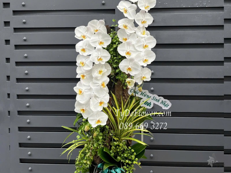 L0525416 CHẬU LAN HỒ ĐIỆP TRẮNG Hoa Chúc Mừng Sinh Nhật Thiết kế Cây Xanh Tiểu Cảnh, Phụ Kiện Trang Trí Cao Cấp