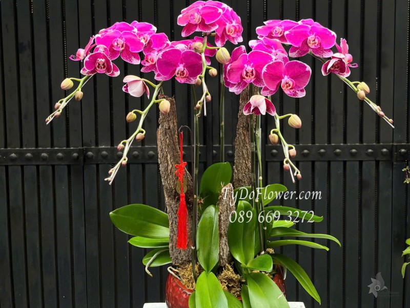 L0525422 CHẬU 5 CÀNH LAN HỒ ĐIỆP TÍM Hoa Chúc Mừng Thiết kế Mộc Tự Nhiên