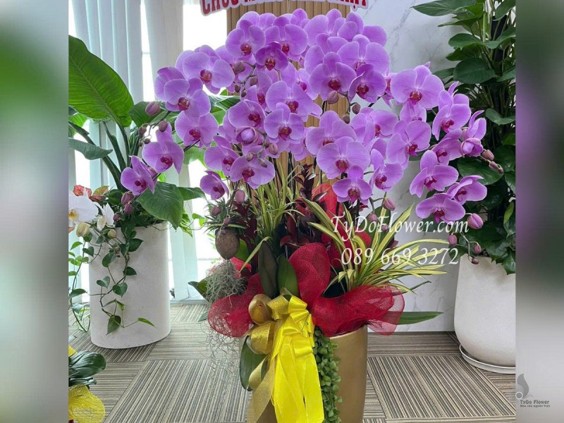 L0625475 CHẬU 09 CÀNH LAN HỒ ĐIỆP TÍM Hoa Chúc Mừng Sinh Nhật Thiết kế cây xanh tiểu cảnh, phụ kiện trang trí cao cấp