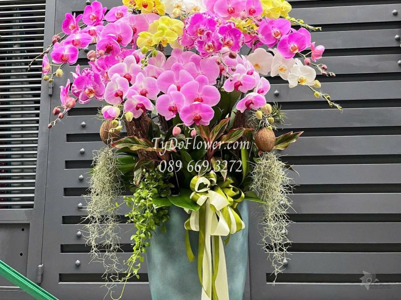 L0625477 CHẬU 16 CÀNH LAN HỒ ĐIỆP NGŨ SẮC Thiết kế cây xanh tiểu cảnh, phụ kiện trang trí cao cấp