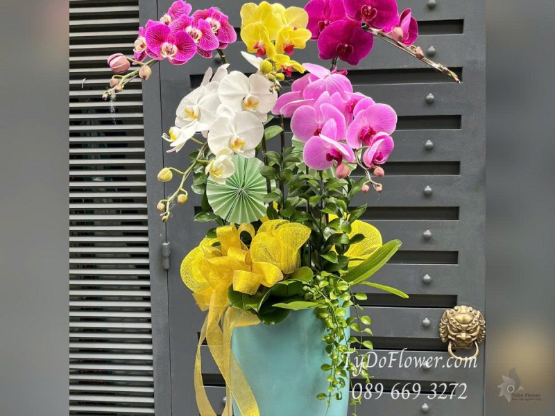 L0625478 CHẬU 5 CÀNH LAN HỒ ĐIỆP NGŨ SẮC Thiết kế cây xanh tiểu cảnh, phụ kiện trang trí cao cấp