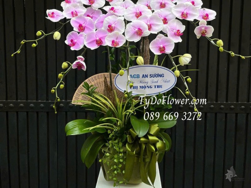 L0725511 CHẬU 5 CÀNH LAN HỒ ĐIỆP TRẮNG PHỚT HỒNG Thiết kế cây xanh tiểu cảnh, phụ kiện trang trí cao cấp