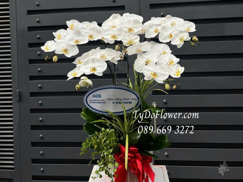 L0725513 CHẬU 5 CÀNH LAN HỒ ĐIỆP TRẮNG Thiết kế cây xanh tiểu cảnh