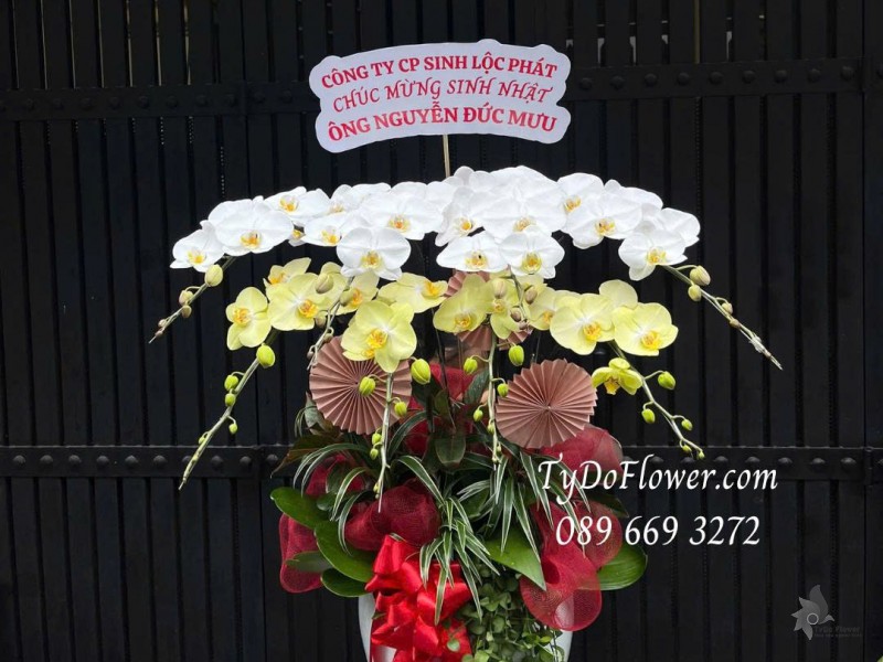 L0725514 CHẬU 8 CÀNH LAN HỒ ĐIỆP TRẮNG VÀNG Thiết kế cây xanh tiểu cảnh phụ kiện trang trí cao cấp