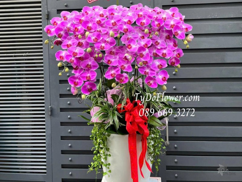 L0725515 CHẬU 12 CÀNH LAN HỒ ĐIỆP HỒNG Thiết kế cây xanh tiểu cảnh, phụ kiện trang trí cao cấp