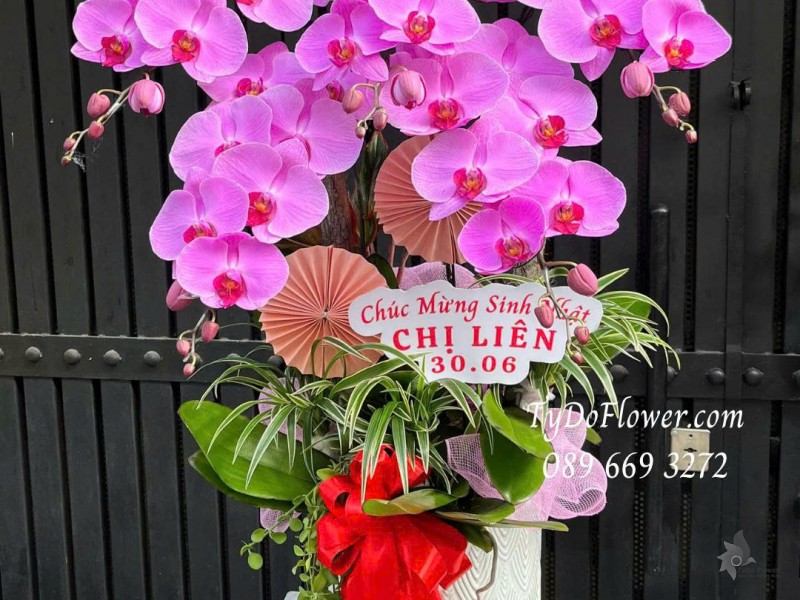 L0725516 CHẬU 05 CÀNH LAN HỒ ĐIỆP HỒNG Thiết kế cây xanh tiểu cảnh, phụ kiện trang trí cao cấp