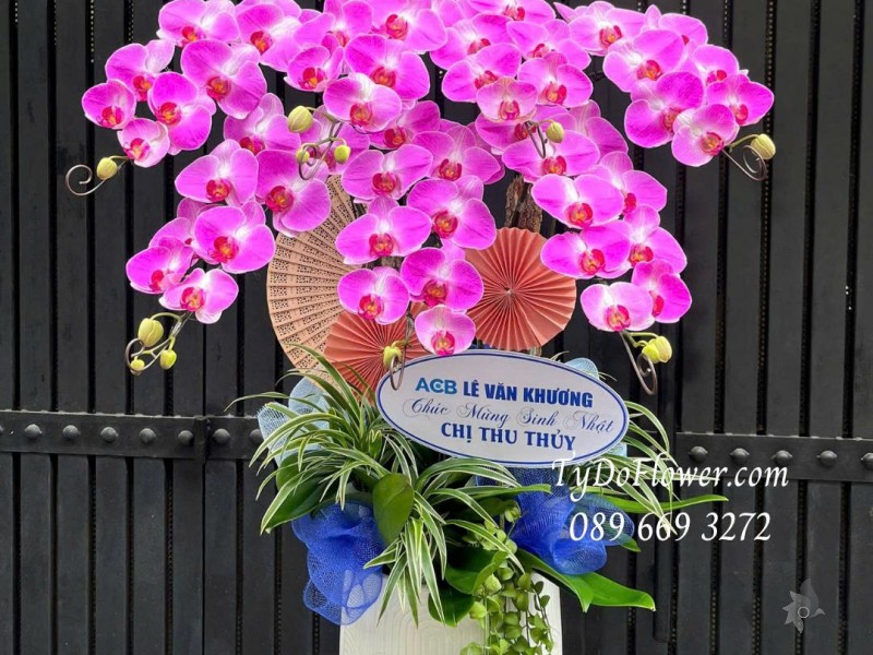 L07255158 CHẬU 07 CÀNH LAN HỒ ĐIỆP HỒNG Thiết kế cây xanh tiểu cảnh, phụ kiện trang trí cao cấp