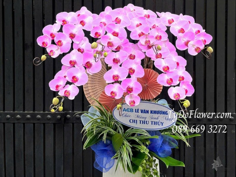 L07255159 CHẬU 07 CÀNH LAN HỒ ĐIỆP HỒNG Thiết kế cây xanh tiểu cảnh, phụ kiện trang trí cao cấp