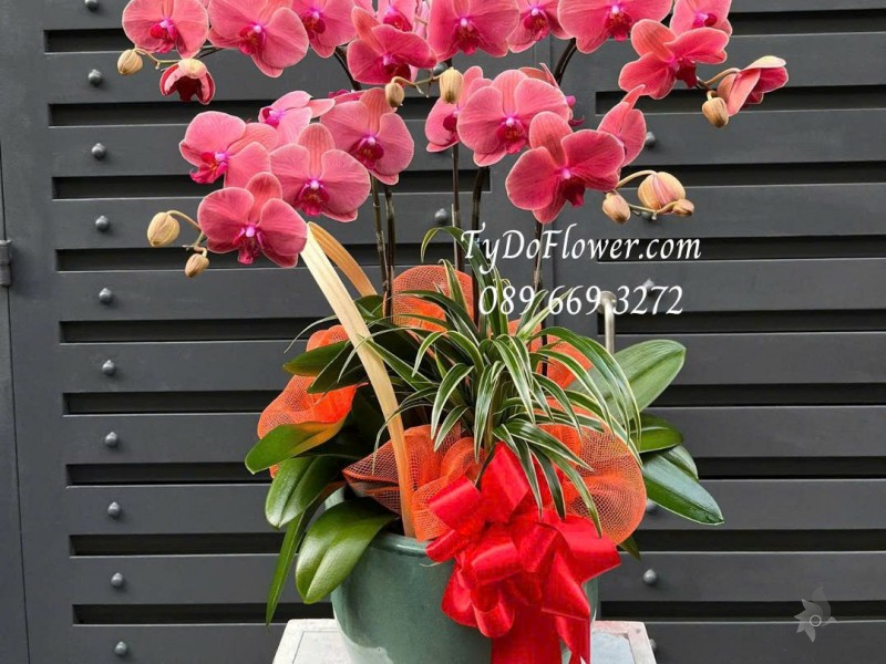 L07255160 CHẬU 05 CÀNH LAN HỒ ĐIỆP ĐỎ Thiết kế cây xanh tiểu cảnh