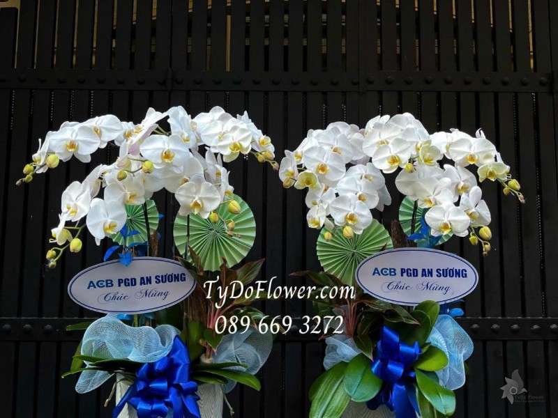 L07255161 MỘT CẶP CHẬU 05 CÀNH LAN HỒ ĐIỆP TRẮNG Thiết kế cây xanh tiểu cảnh, phụ kiện trang trí cao cấp