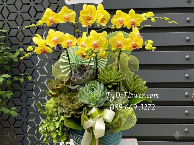 L0825596 CHẬU 06 CÀNH LAN HỒ ĐIỆP VÀNG Thiết kế cây xanh tiểu cảnh, hoa sen đá, phụ kiện trang trí cao cấp