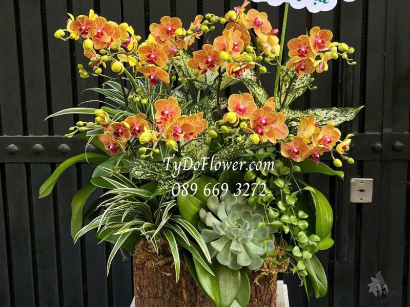 L0825598 CHẬU LAN HỒ ĐIỆP MINI CAM Thiết kế cây xanh tiểu cảnh