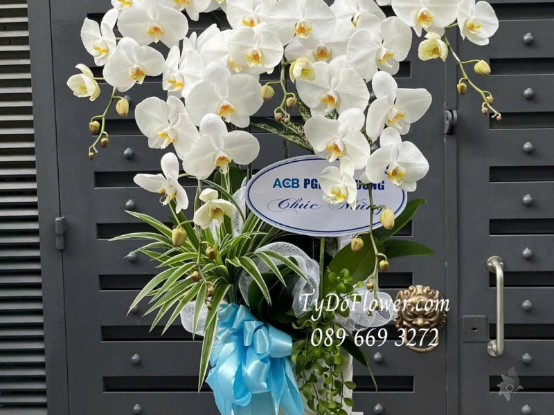 L0825602 CHẬU 05 CÀNH LAN HỒ ĐIỆP TRẮNG Thiết kế cây xanh tiểu cảnh