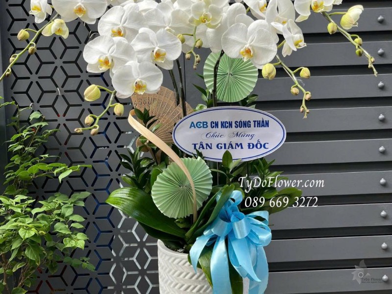 L0825661 CHẬU 5 CÀNH LAN HỒ ĐIỆP TRẮNG Hoa Chúc Mừng