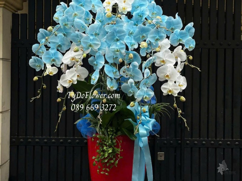 L0825764 CHẬU 12 CÀNH LAN HỒ ĐIỆP TRẮNG XANH DƯƠNG Hoa Chúc Mừng Sinh Nhật Thiết kế cây xanh tiểu cảnh