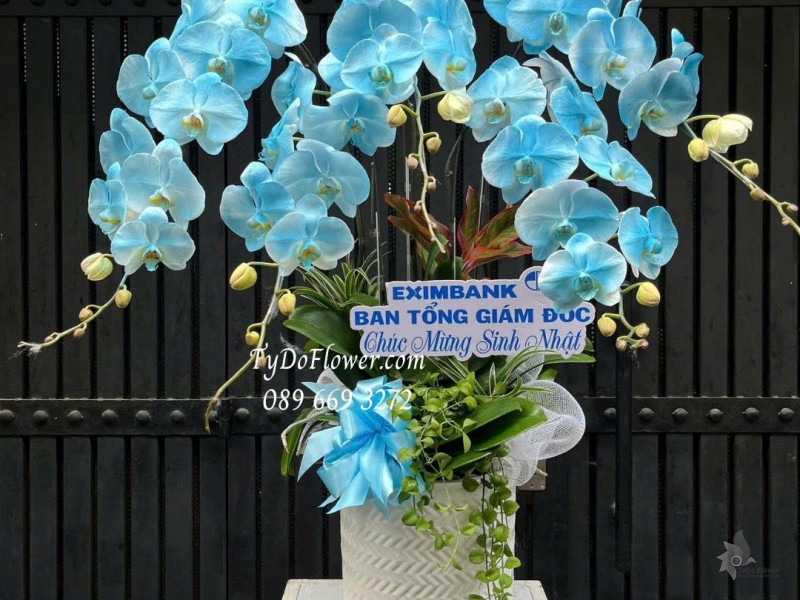 L0825769 CHẬU 05 CÀNH LAN HỒ ĐIỆP XANH DƯƠNG Hoa Chúc Mừng Sinh Nhật Thiết kế cây xanh tiểu cảnh