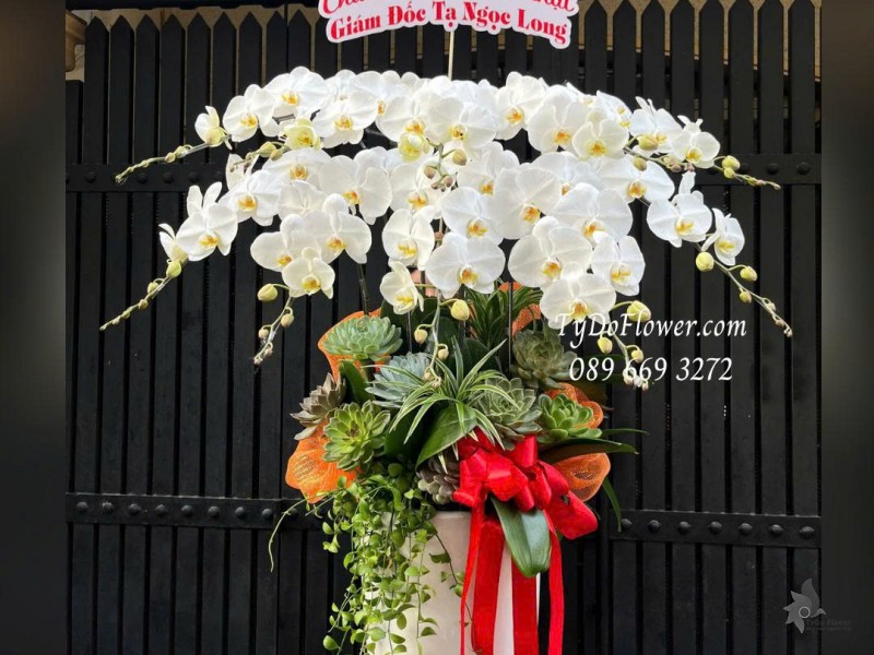 L0825773 CHẬU 10 CÀNH LAN HỒ ĐIỆP TRẮNG Hoa Chúc Mừng Sinh Nhật Thiết kế hoa sen đá, cây xanh tiểu cảnh, phụ kiện trang trí cao cấp