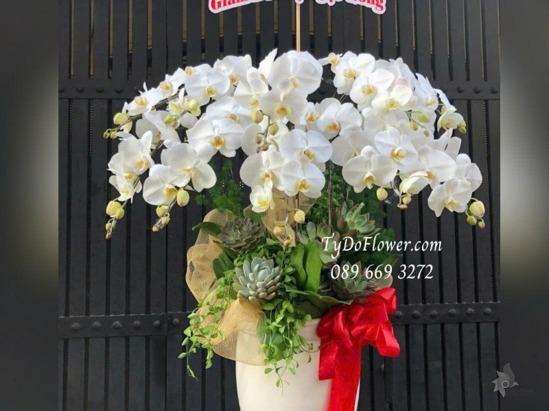 L0925774 CHẬU 10 CÀNH LAN HỒ ĐIỆP TRẮNG Hoa Chúc Mừng Sinh Nhật Thiết kế hoa sen đá, cây xanh tiểu cảnh, phụ kiện trang trí cao cấp