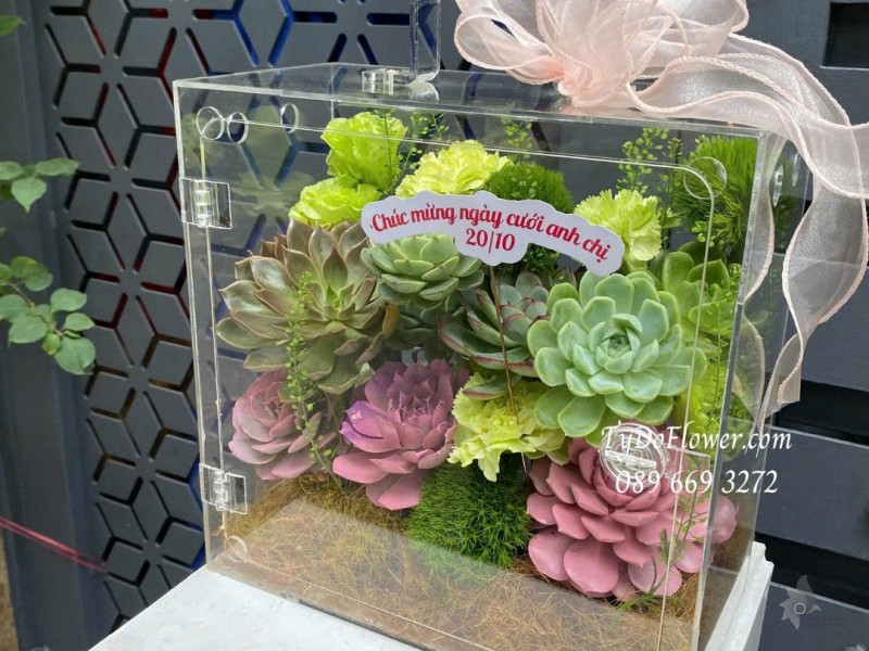 G1025840 GIỎ HOA CHÚC MỪNG Thiết kế hoa sen đá trong hộp Mica cao cấp