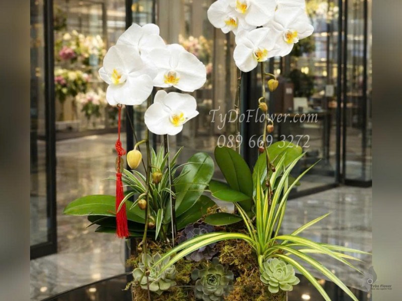 L0126008 CHẬU 02 CÀNH LAN HỒ ĐIỆP TRẮNG Thiết kế Hoa Sen Đá, Cây Xanh Tiểu Cảnh, trong đế hộp Mica cao cấp