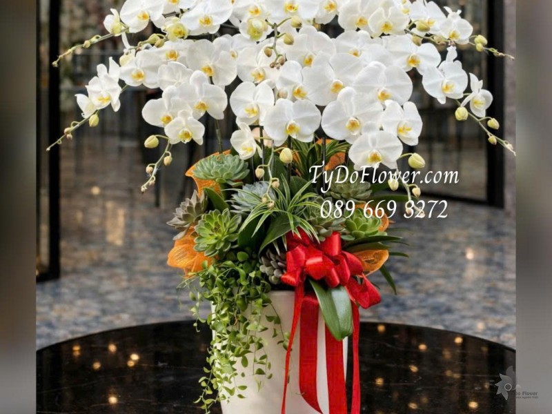 L0126009 CHẬU 10 CÀNH LAN HỒ ĐIỆP TRẮNG Thiết kế Hoa Sen Đá, Cây Xanh Tiểu Cảnh và phụ kiện trang trí cao cấp