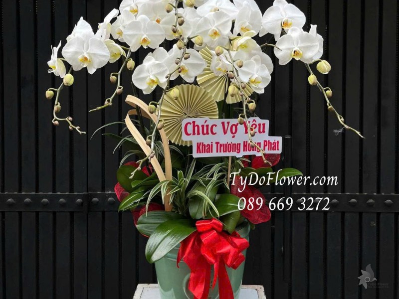 L0126014 CHẬU 07 CÀNH LAN HỒ ĐIỆP TRẮNG Thiết kế cây xanh tiểu cảnh và phụ kiện trang trí cao cấp