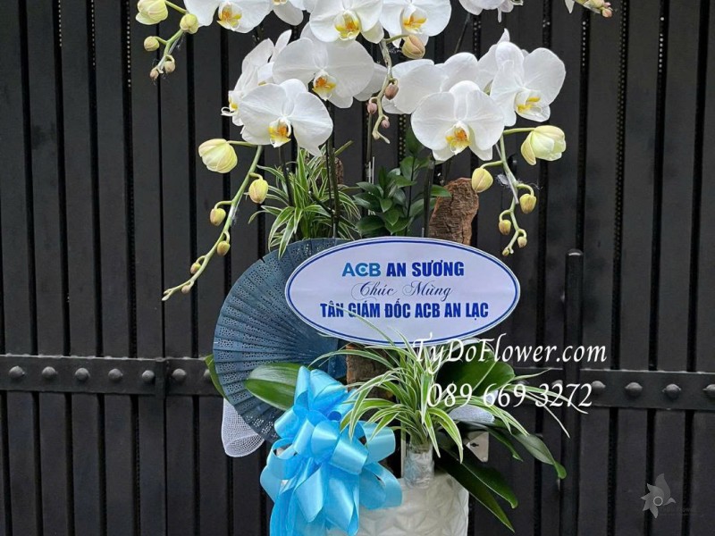 L0126015 CHẬU 05 CÀNH LAN HỒ ĐIỆP TRẮNG Thiết kế cây xanh tiểu cảnh và phụ kiện trang trí cao cấp