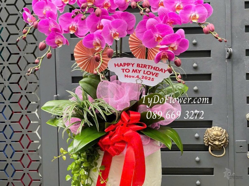 L0126016 CHẬU 07 CÀNH LAN HỒ ĐIỆP HỒNG Thiết kế cây xanh tiểu cảnh và phụ kiện trang trí cao cấp