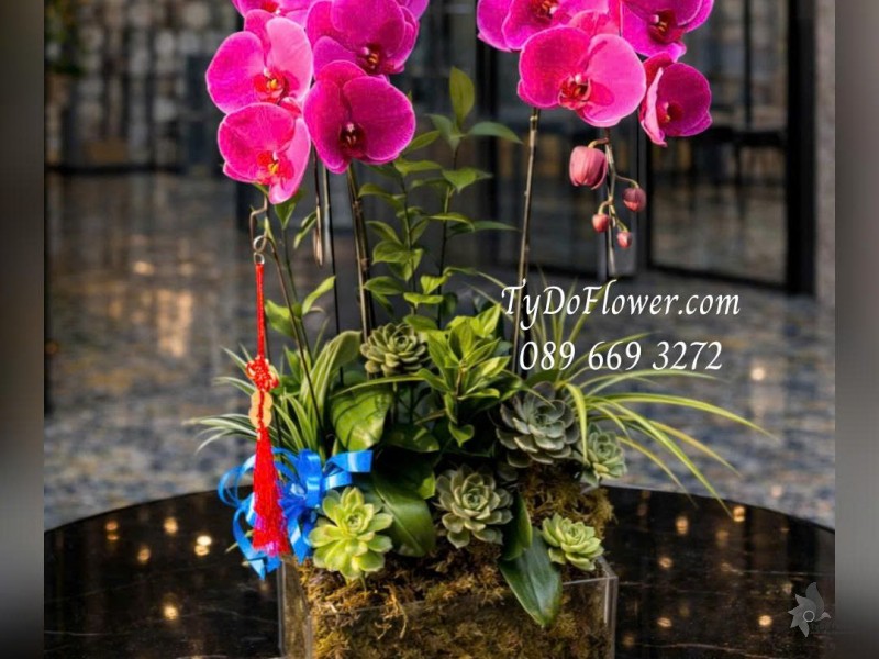 L0126034 CHẬU 02 CÀNH LAN HỒ ĐIỆP TÍM Thiết kế Hoa Sen Đá, Cây Xanh Tiểu Cảnh, trong đế hộp Mica cao cấp