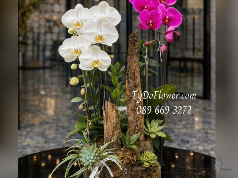 L0126035 CHẬU 02 CÀNH LAN HỒ ĐIỆP TRẮNG TÍM Thiết kế Hoa Sen Đá, Cây Xanh Tiểu Cảnh, trong đế hộp Mica cao cấp