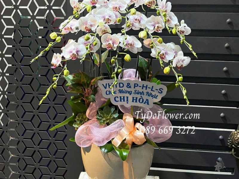 L0126036 CHẬU 10 CÀNH LAN HỒ ĐIỆP TRẮNG PHỚT TÍM Thiết kế Hoa Sen Đá, Cây Xanh Tiểu Cảnh