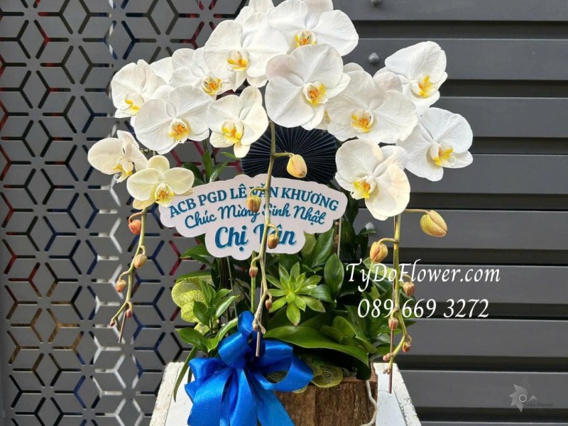 L0226131 CHẬU 03 CÀNH LAN HỒ ĐIỆP TRẮNG Thiết kế hoa sen đá