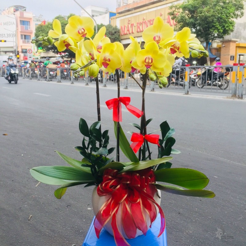 LAN HỒ ĐIỆP VÀNG 04 CÀNH