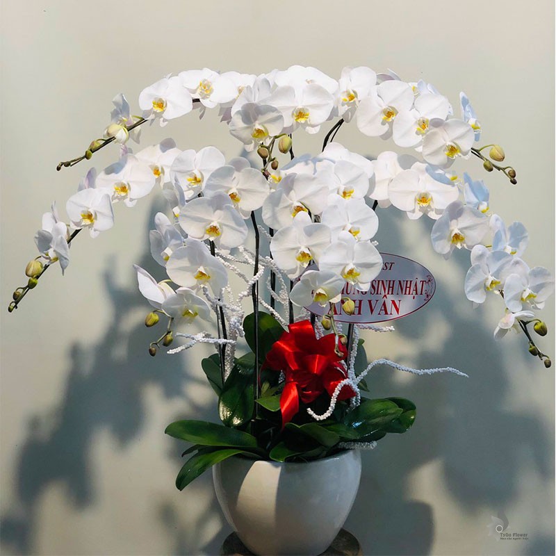 LAN HỒ ĐIỆP TRẮNG 07 CÀNH