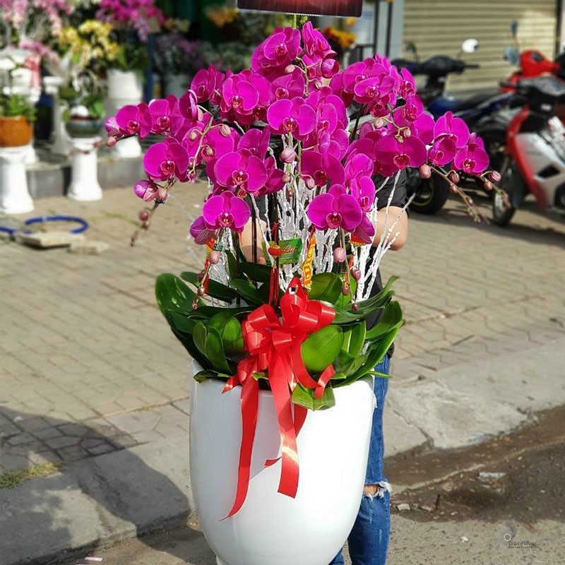 LAN HỒ ĐIỆP TÍM 09 CÀNH