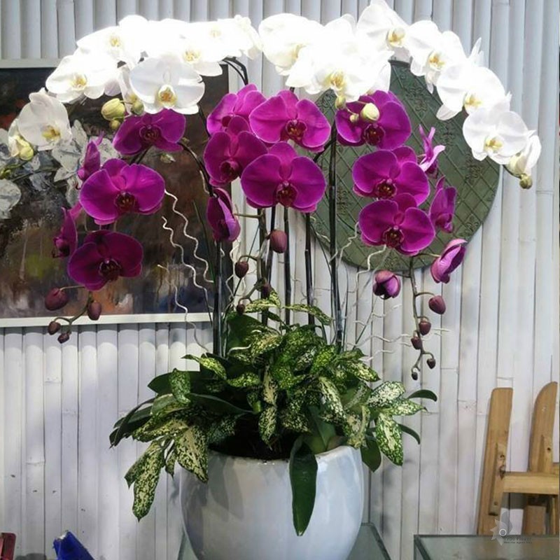 LAN HỒ ĐIỆP TRẮNG TÍM 07 CÀNH