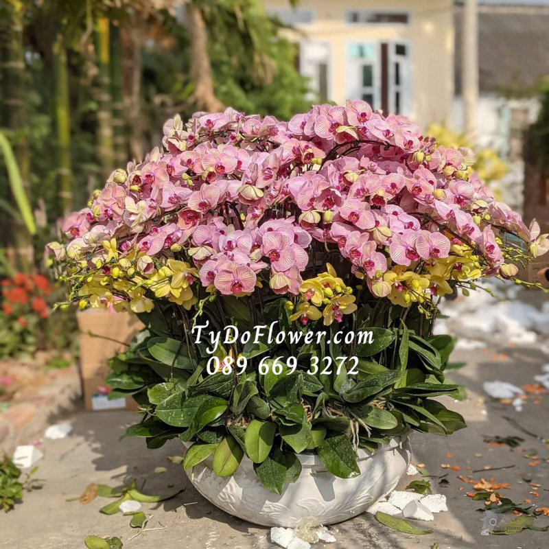 LAN HỒ ĐIỆP HỒNG VÀNG 69 CÀNH LHD1000