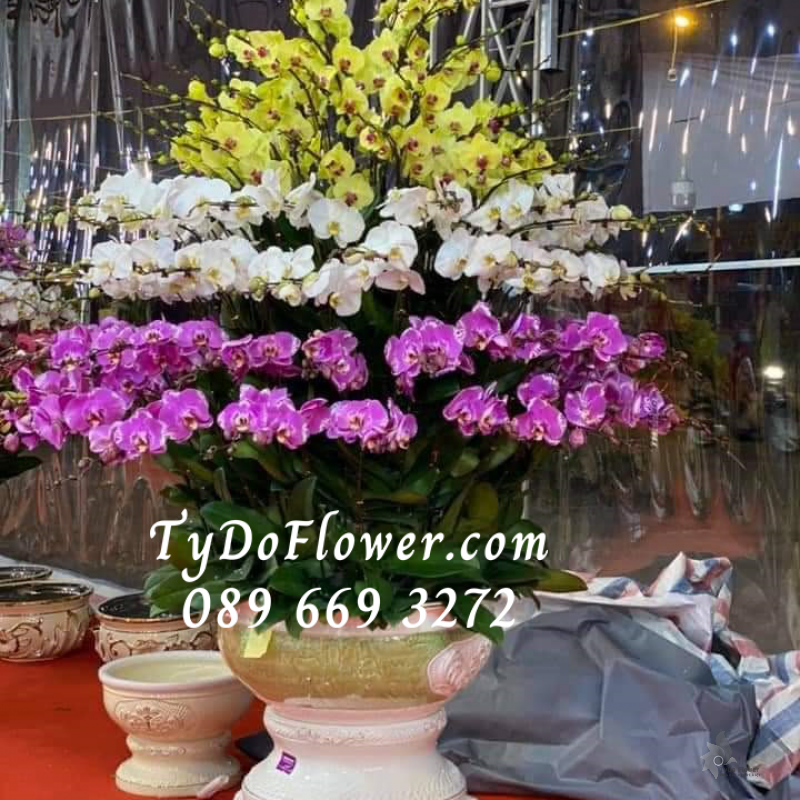 LAN HỒ ĐIỆP VÀNG TRẮNG TÍM 150 CÀNH LHD1002