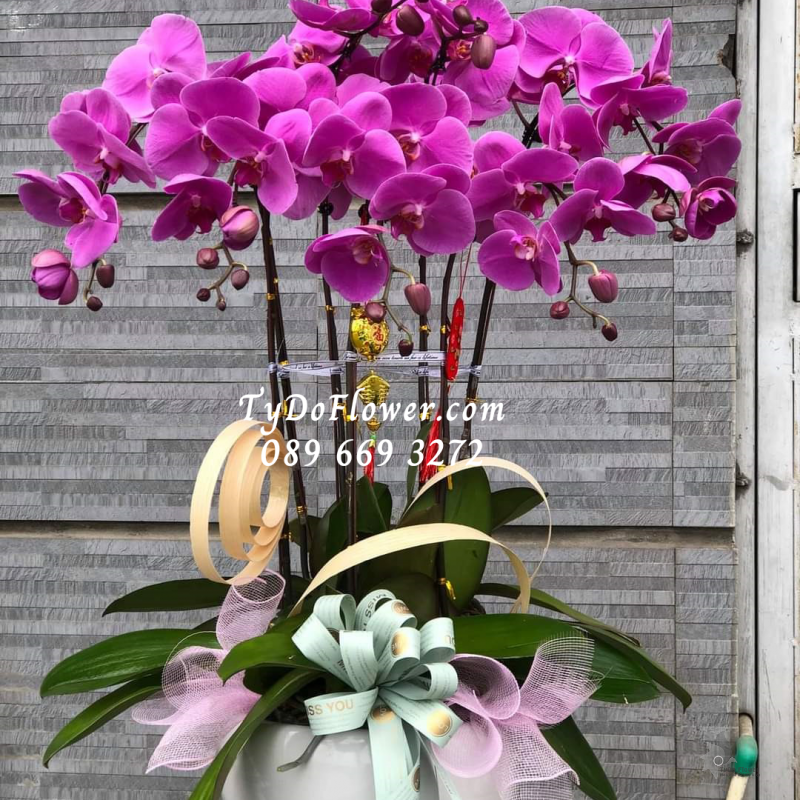 LAN HỒ ĐIỆP TÍM 07 CÀNH LHD1001