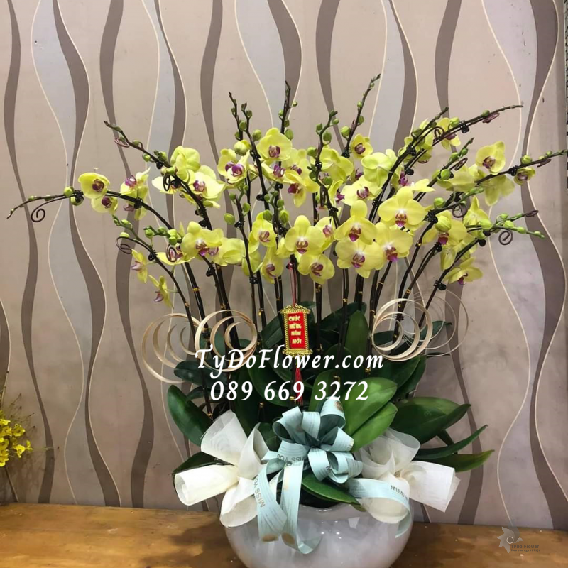 LAN HỒ ĐIỆP VÀNG 20 CÀNH LHD1004