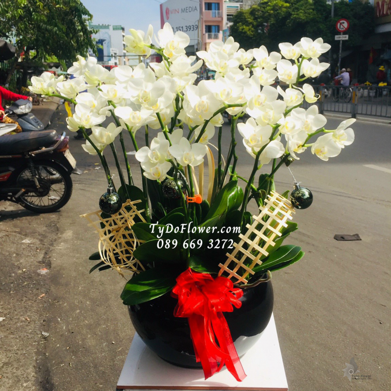 LAN HỒ ĐIỆP TRẮNG MINI 07 GỐC LHD1006