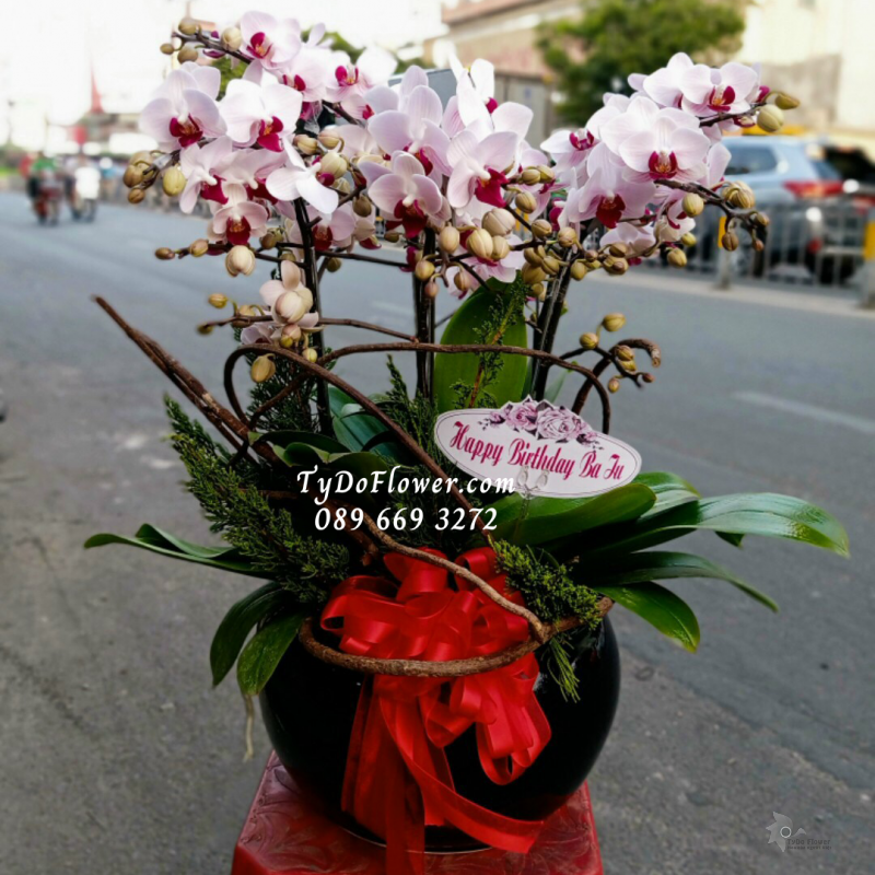 LAN HỒ ĐIỆP MINI TRẮNG NHỤY TÍM 05 GỐC LHD1007