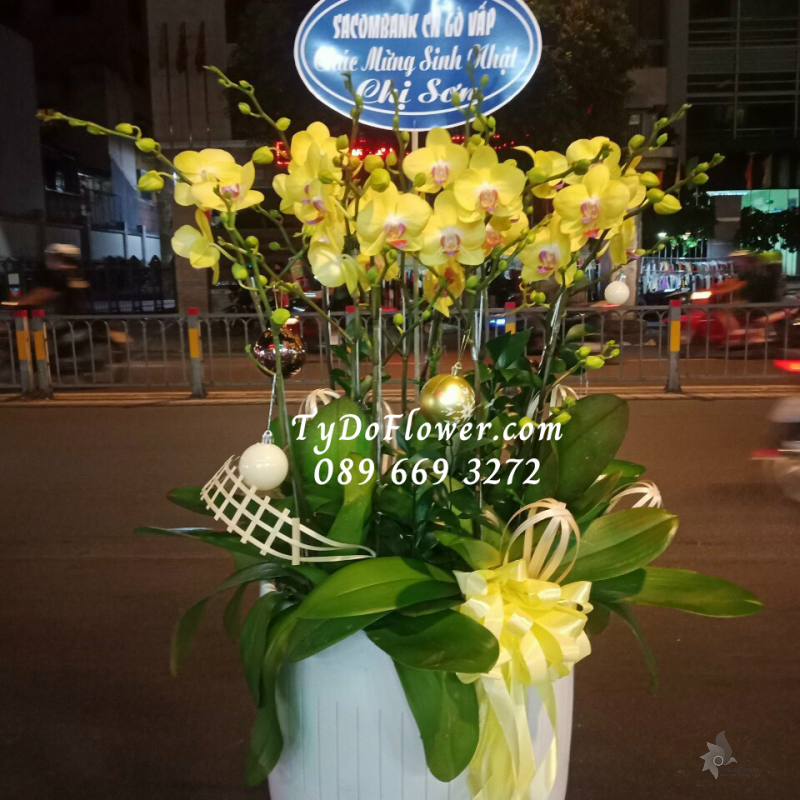 LAN HỒ ĐIỆP MINI VÀNG 07 GỐC LHD1008