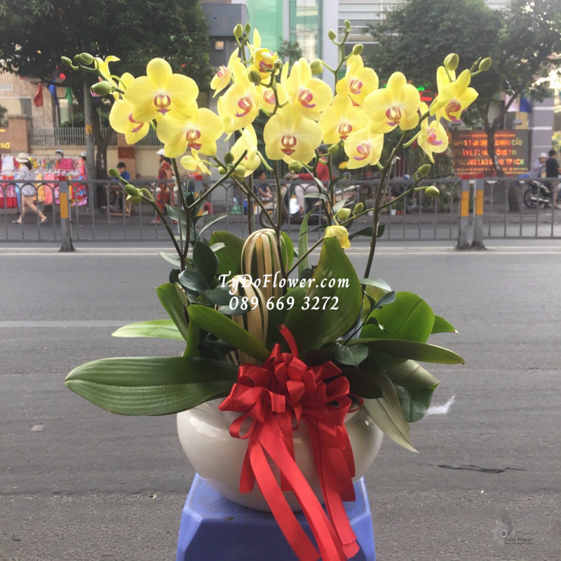 LAN HỒ ĐIỆP MINI VÀNG 05 GỐC LHD1010